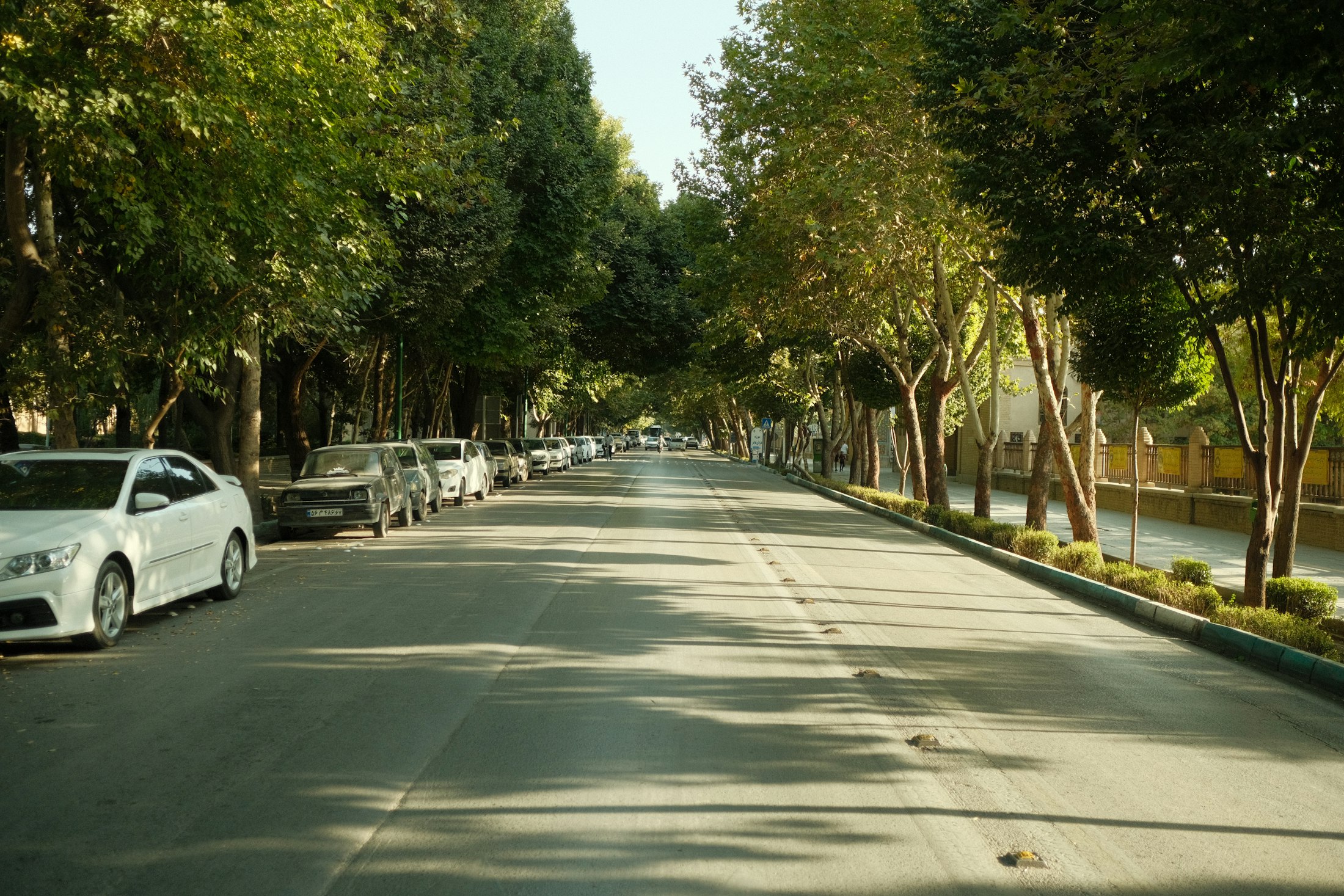 A leafy residential street with mature trees overhanging the road, dappled afternoon light.